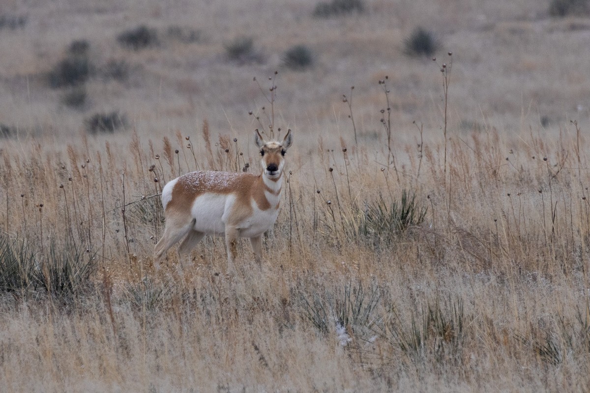 Pronghorn - ML647002561