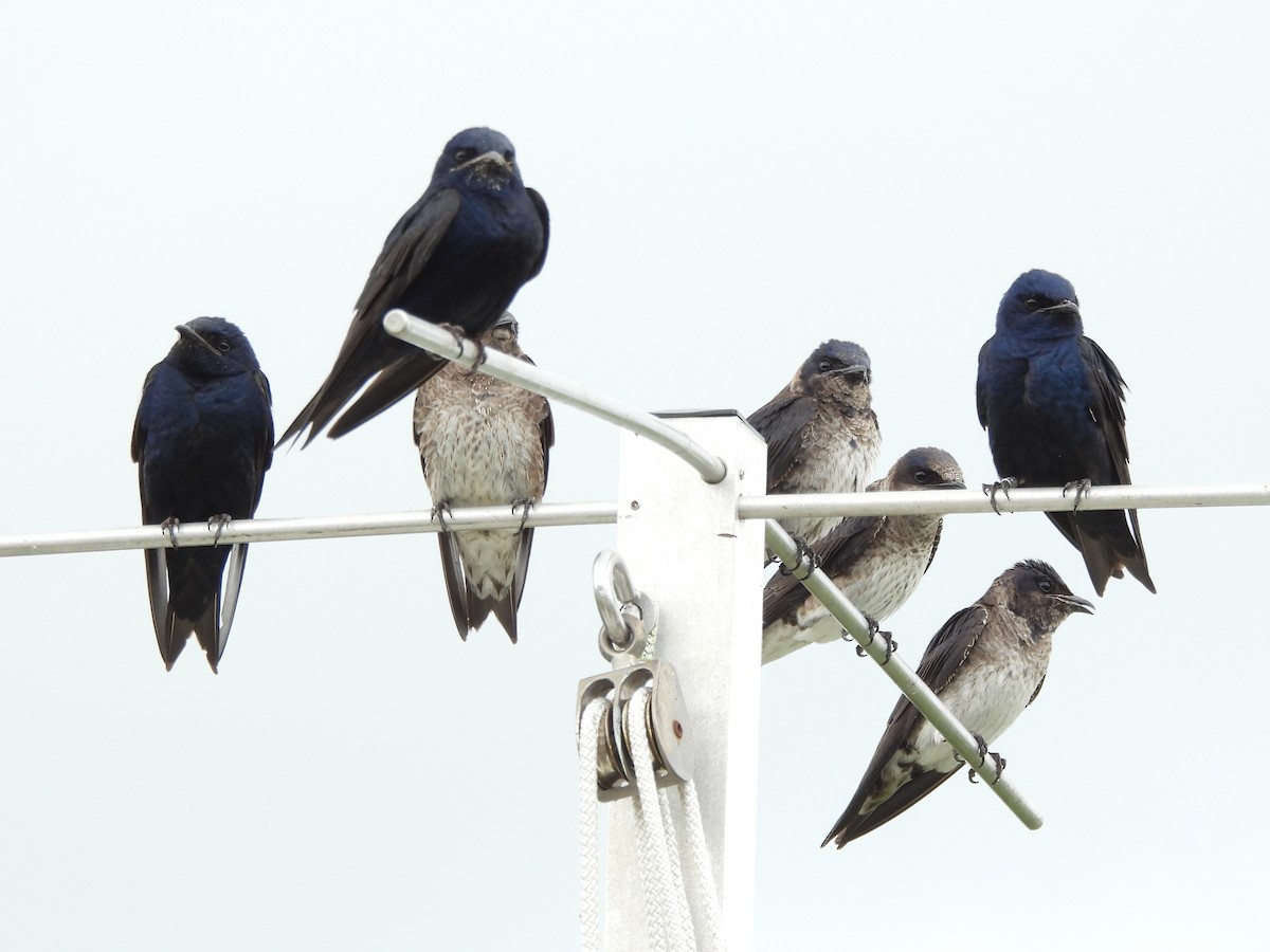 Purple Martin - ML647002570