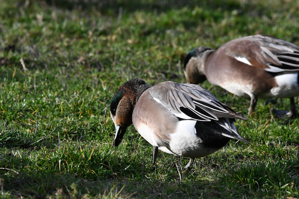 Eurasian x American Wigeon (hybrid) - ML647002571