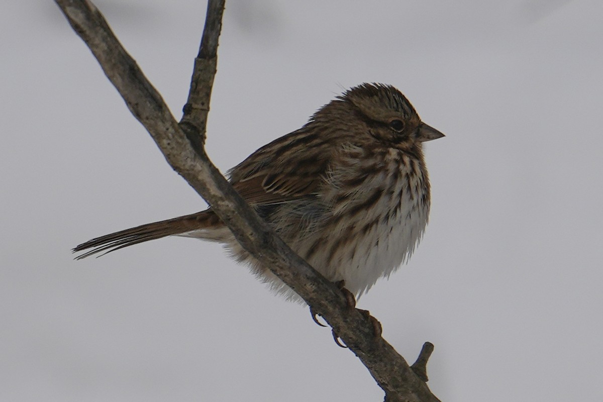 Song Sparrow - ML647002575