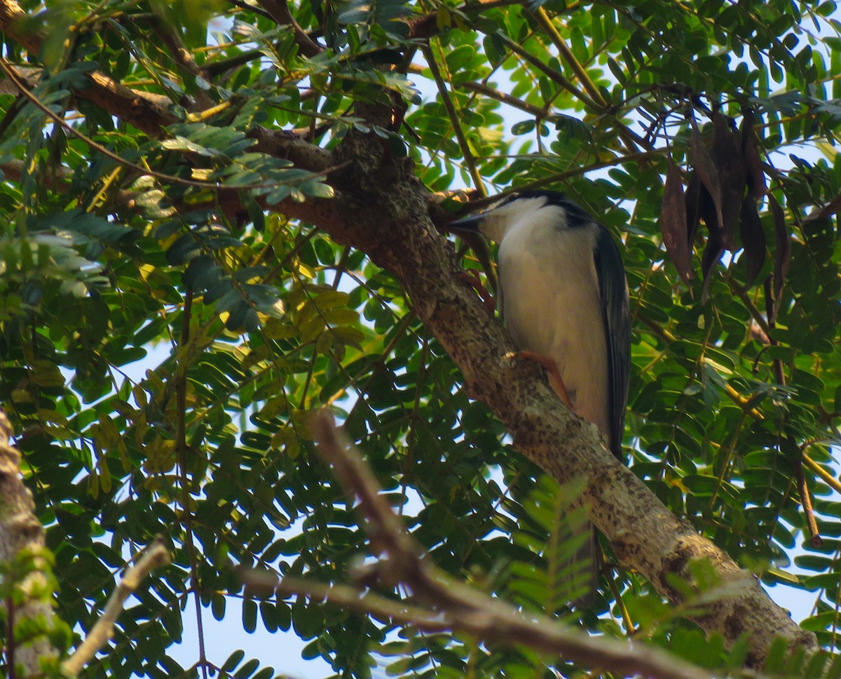 Hooded Tanager - ML647002576