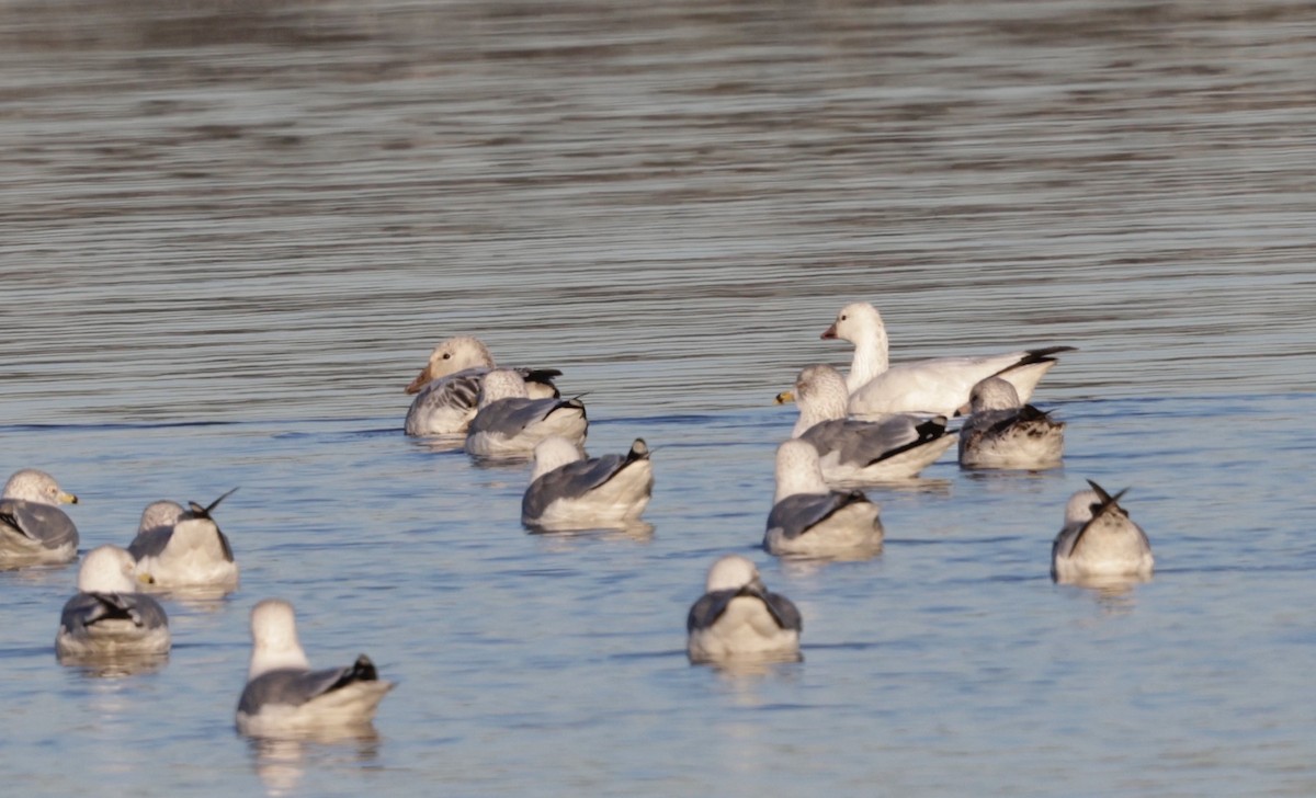 snøgås - ML647002578