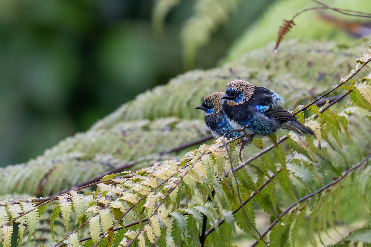 gullhettetanagar - ML647002580