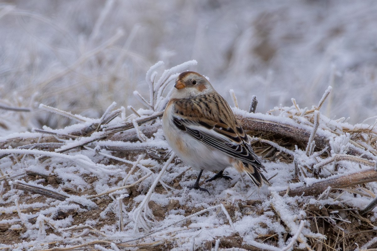 Snow Bunting - ML647002585