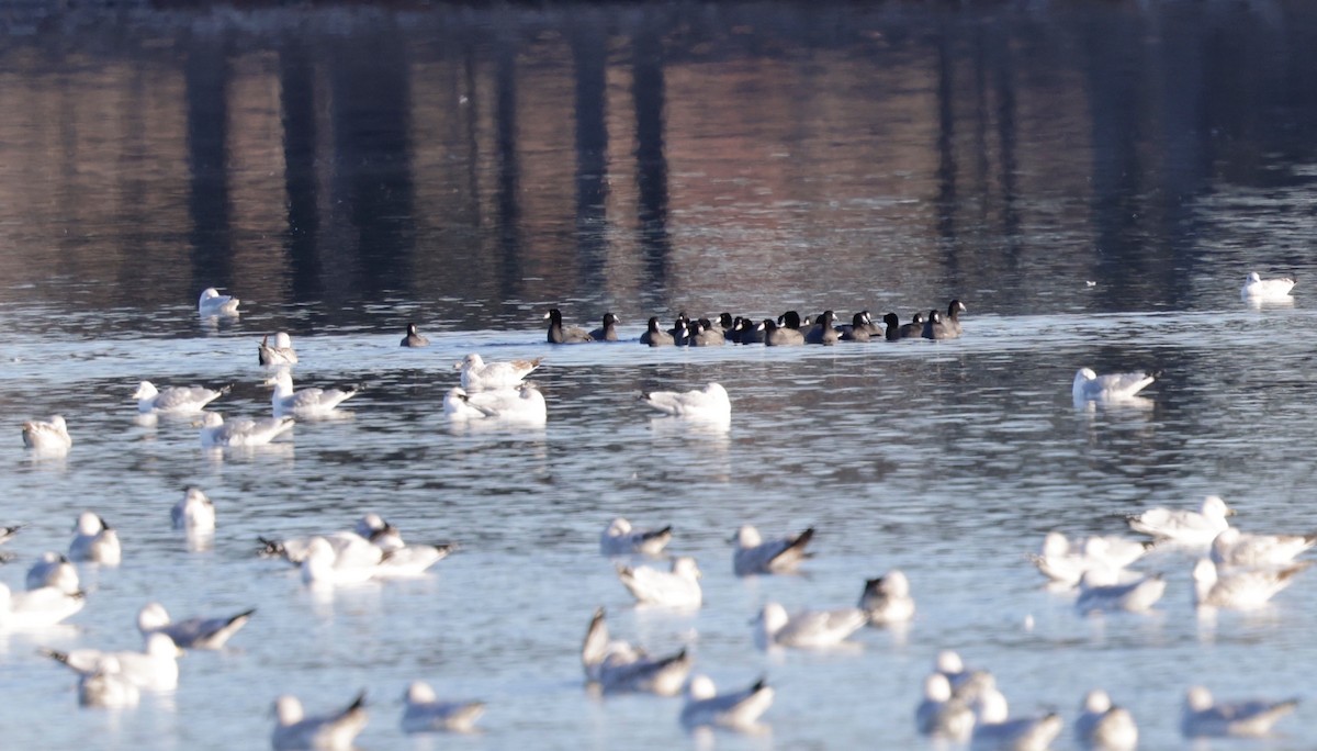 American Coot - ML647002590