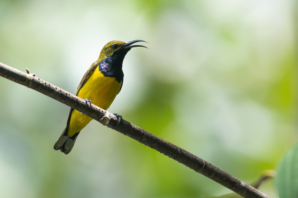 Sahul Sunbird - ML647002591