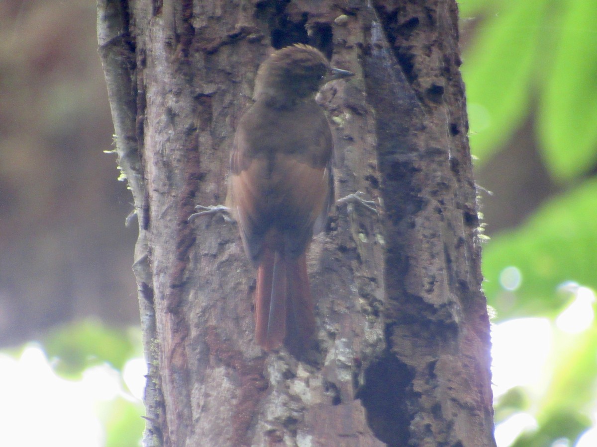 Tawny-winged Woodcreeper - ML647002592