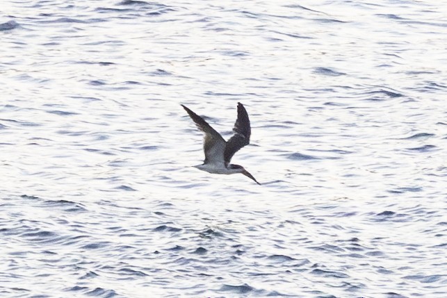 Black Skimmer - ML647002593