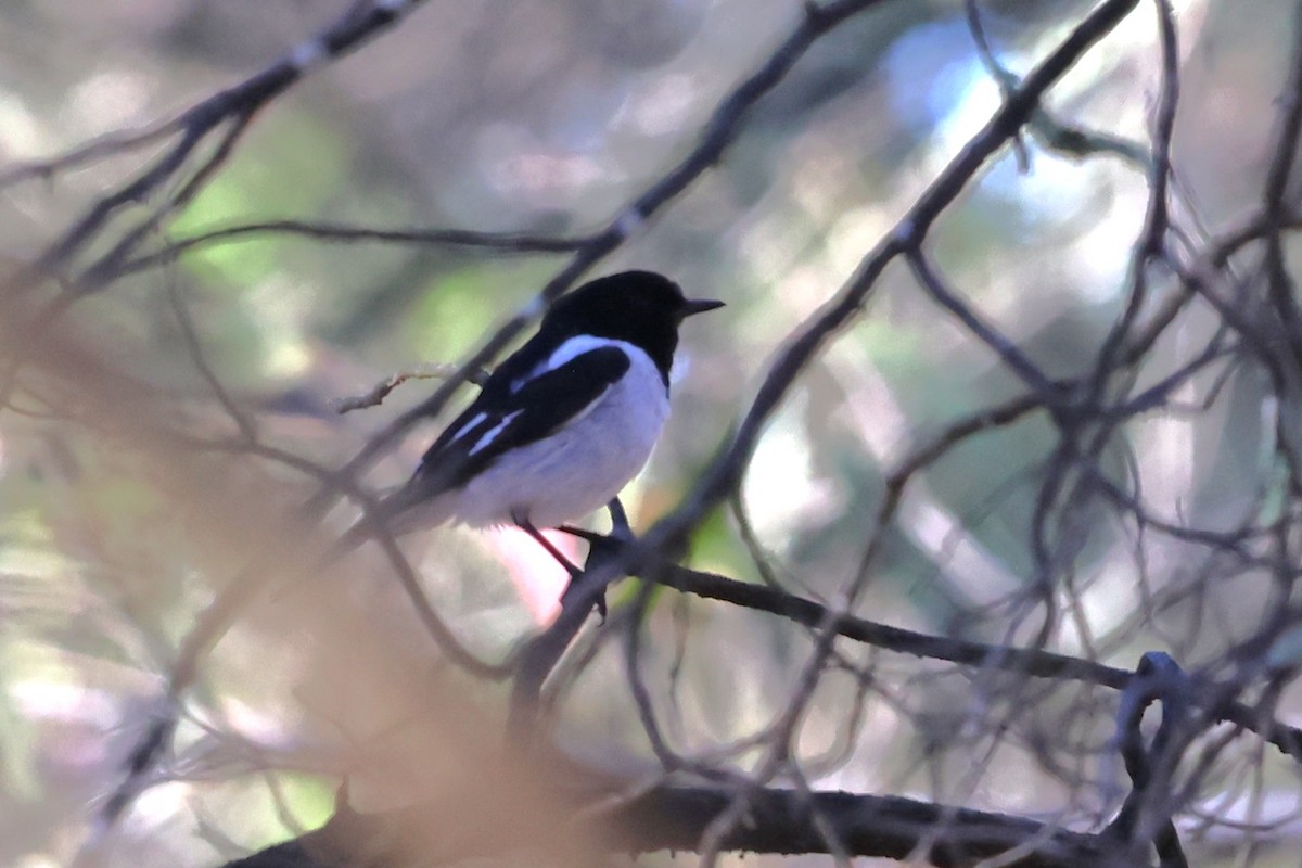 Пегая дриада - ML647002596