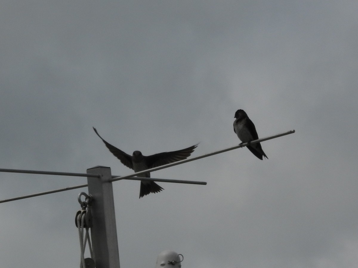 Purple Martin - ML647002597