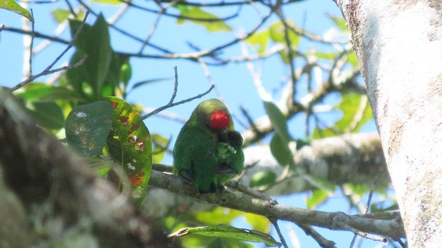 Папуга червонолобий - ML647002599