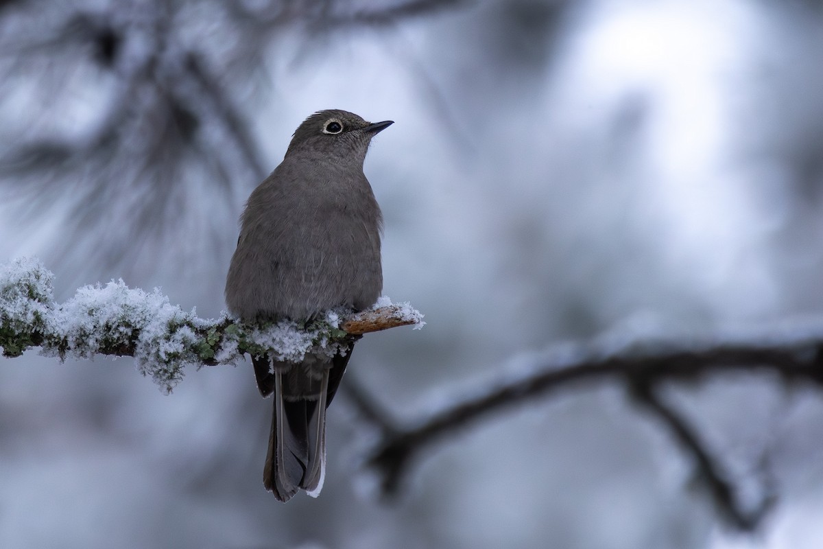 Townsend's Solitaire - ML647002602