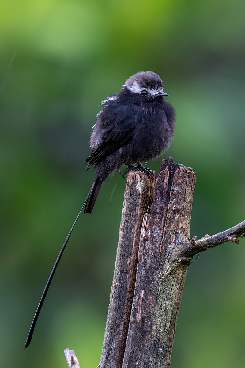 pendeltyrann - ML647002604