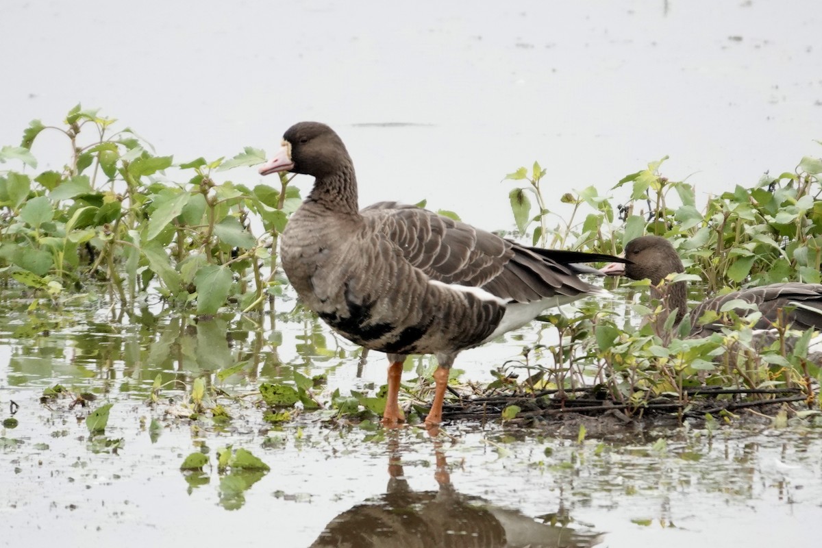 白額雁 - ML647002612