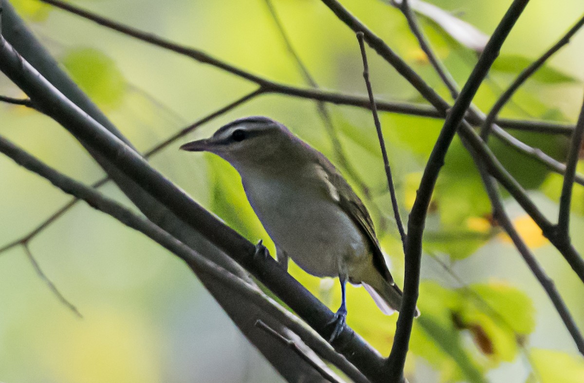 Vireo occhirossi - ML647002616