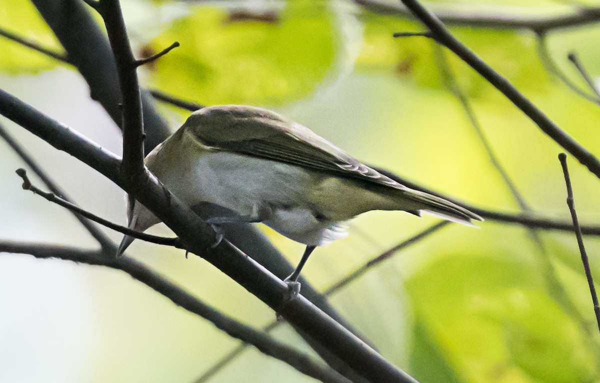 Vireo occhirossi - ML647002617