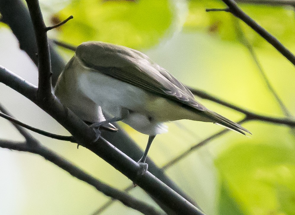 Vireo occhirossi - ML647002618