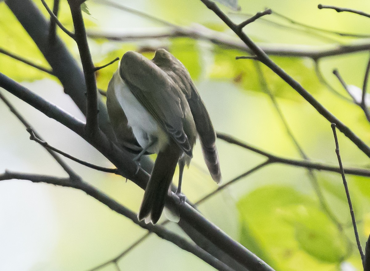 Vireo occhirossi - ML647002619