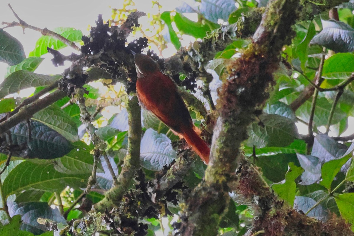 シンジュカマドドリ - ML647002624