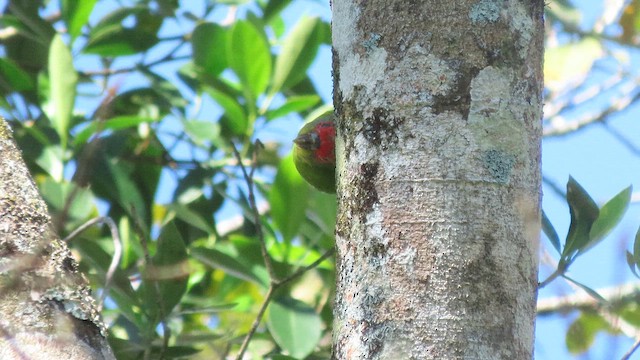 Папуга червонолобий - ML647002632