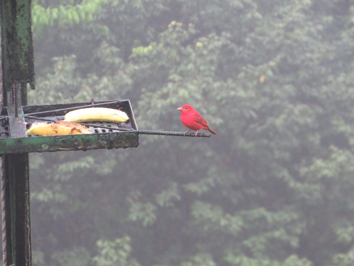 Piranga Roja - ML647002633