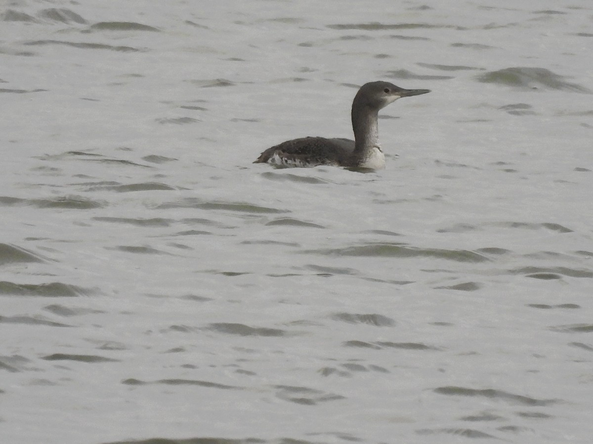 Plongeon catmarin - ML647002635