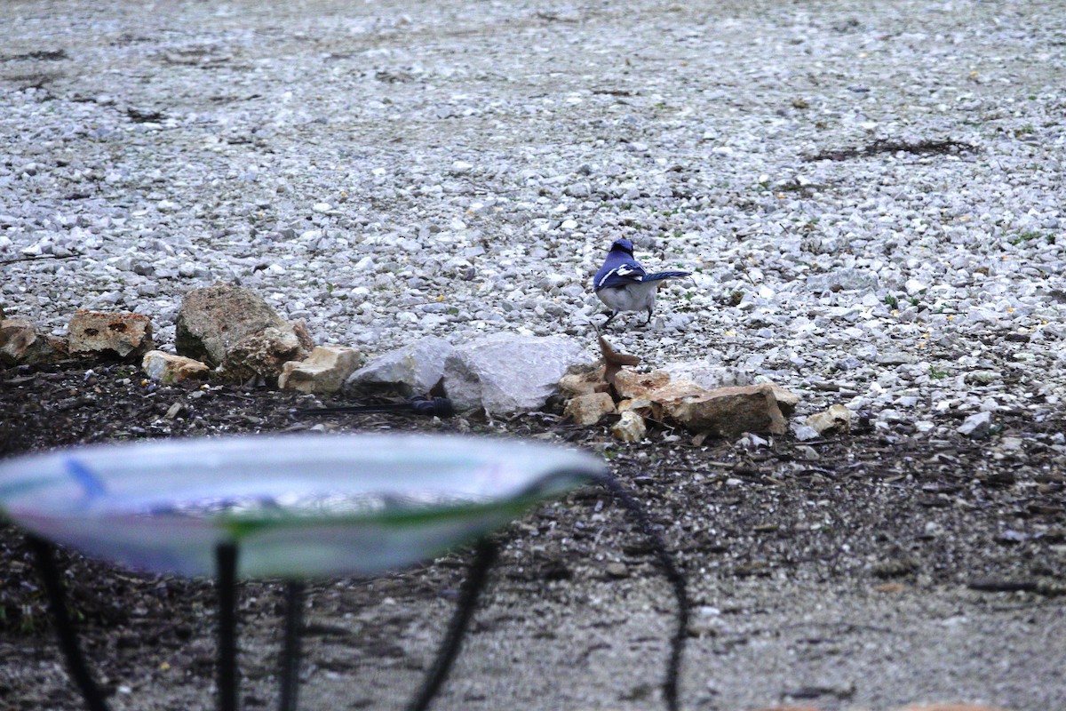 Mavi Karga - ML647002640