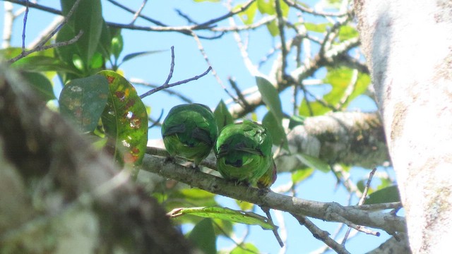 Папуга червонолобий - ML647002641