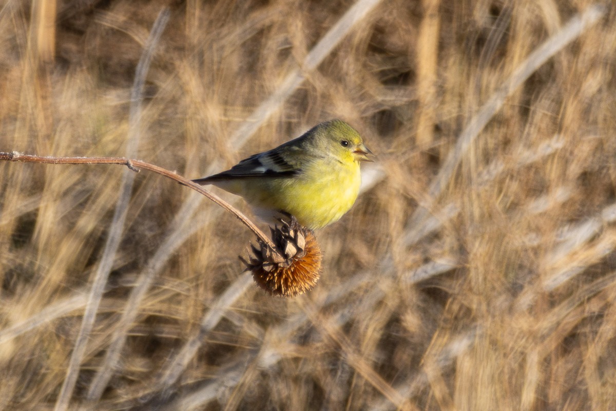 Lesser Goldfinch - ML647002642
