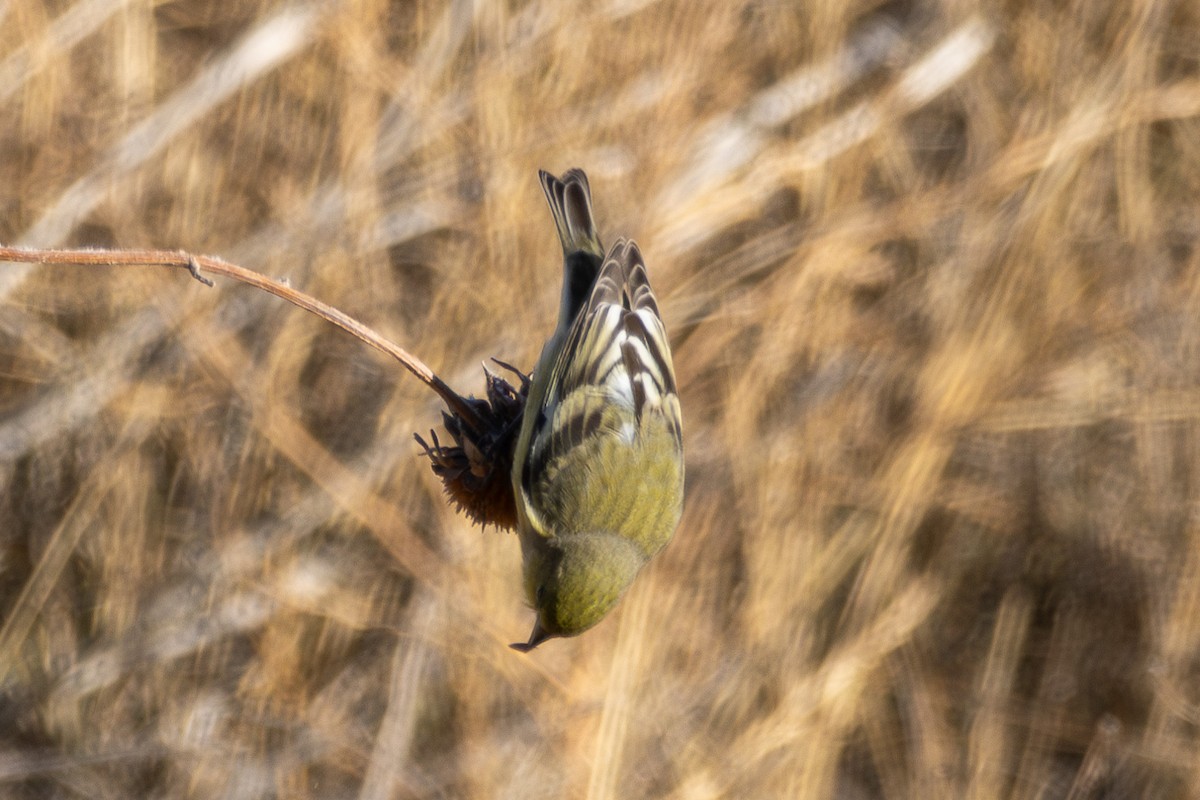Lesser Goldfinch - ML647002643
