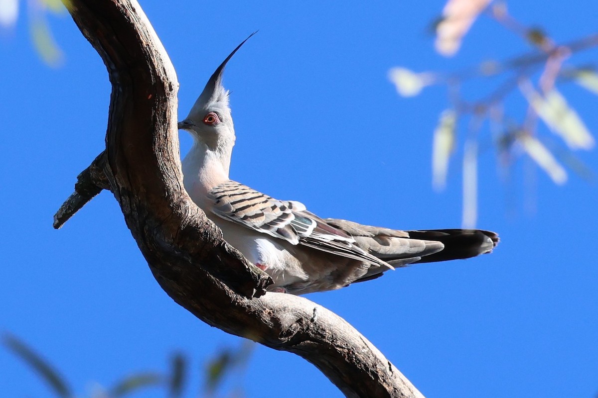 Хохлатый бронзовокрыл - ML647002646