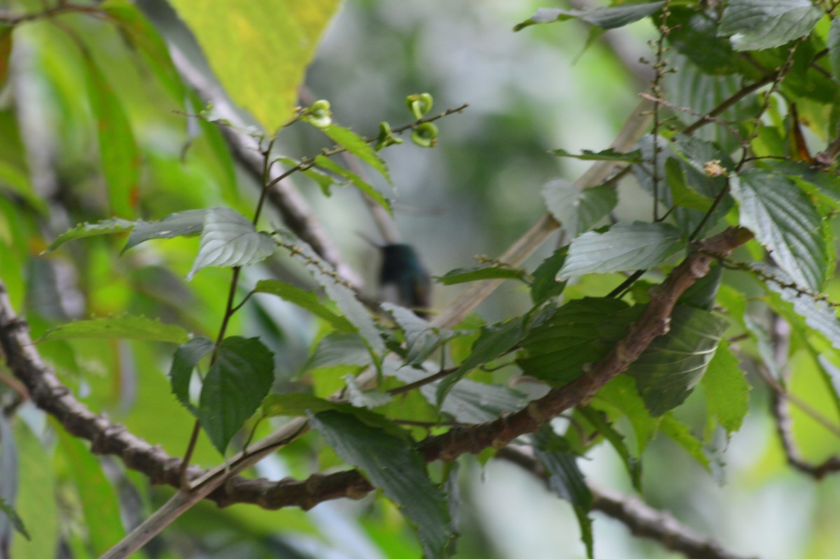 Snowy-bellied Hummingbird - ML647002648