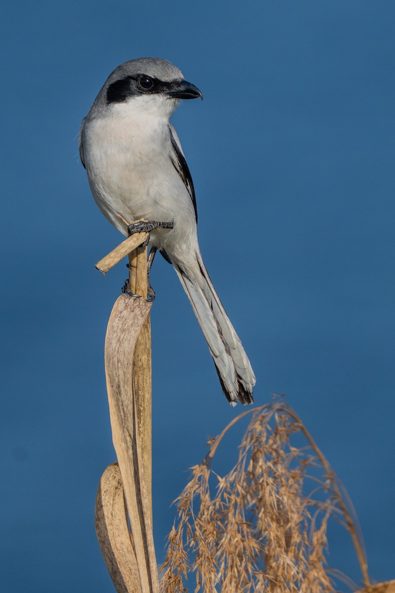 Сорокопуд американський - ML647002661