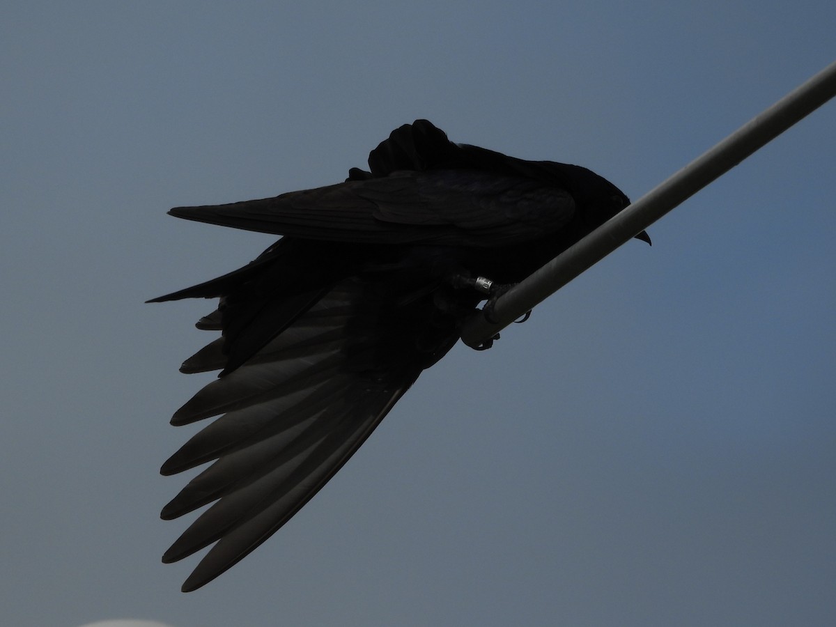 Purple Martin - ML647002662