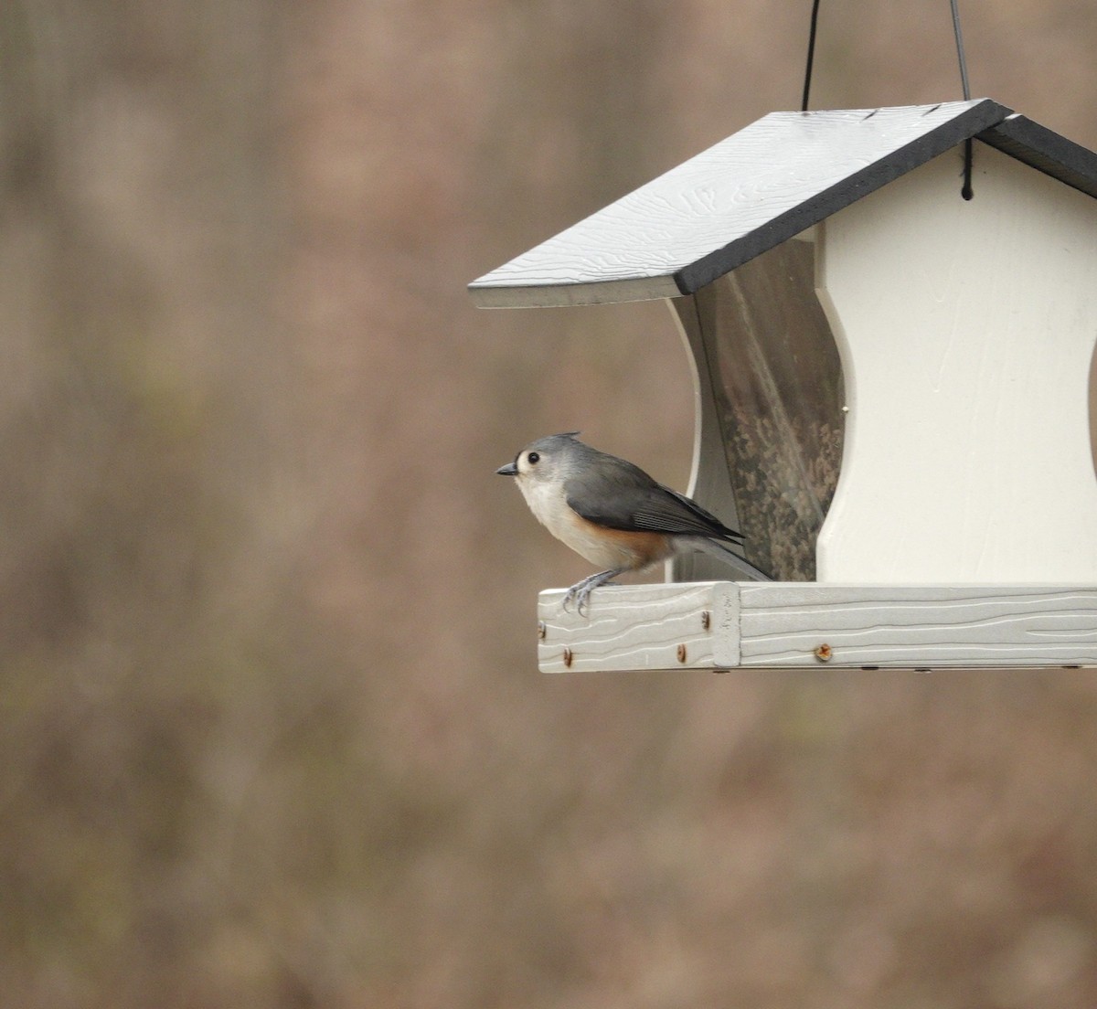 gråduskmeis - ML647002665