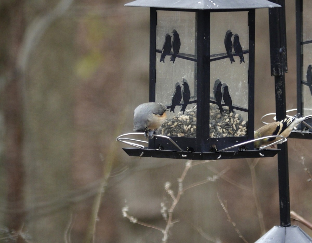 gråduskmeis - ML647002666