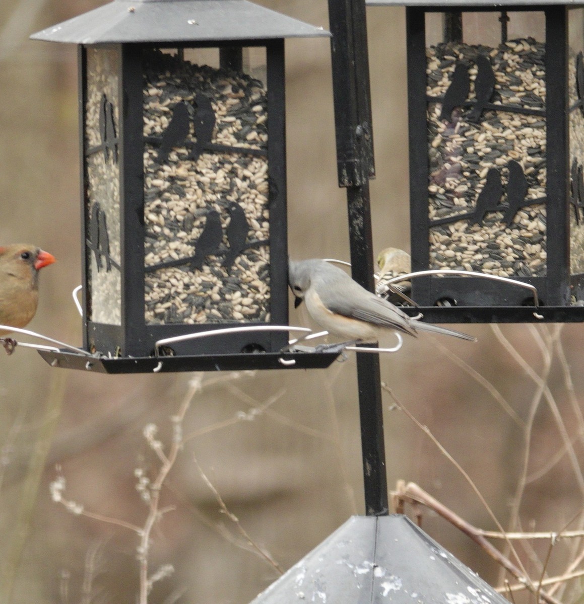 gråduskmeis - ML647002667