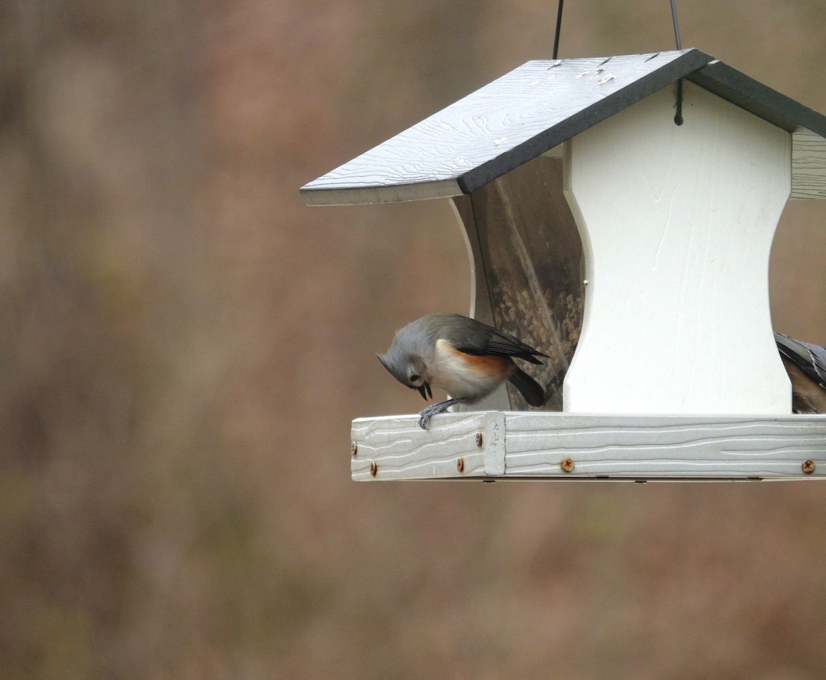 gråduskmeis - ML647002668