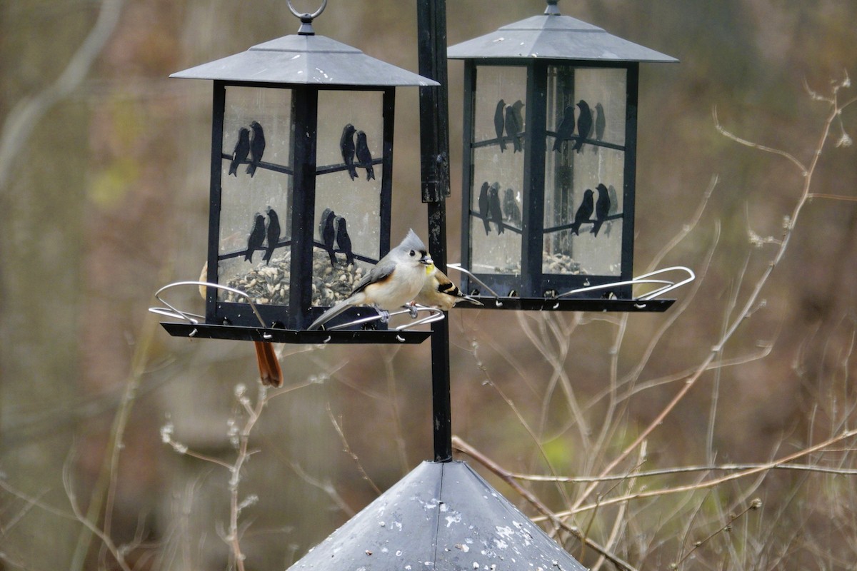 gråduskmeis - ML647002669