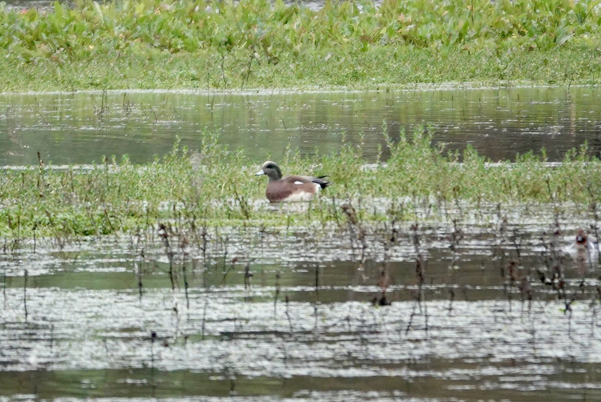 葡萄胸鴨 - ML647002673