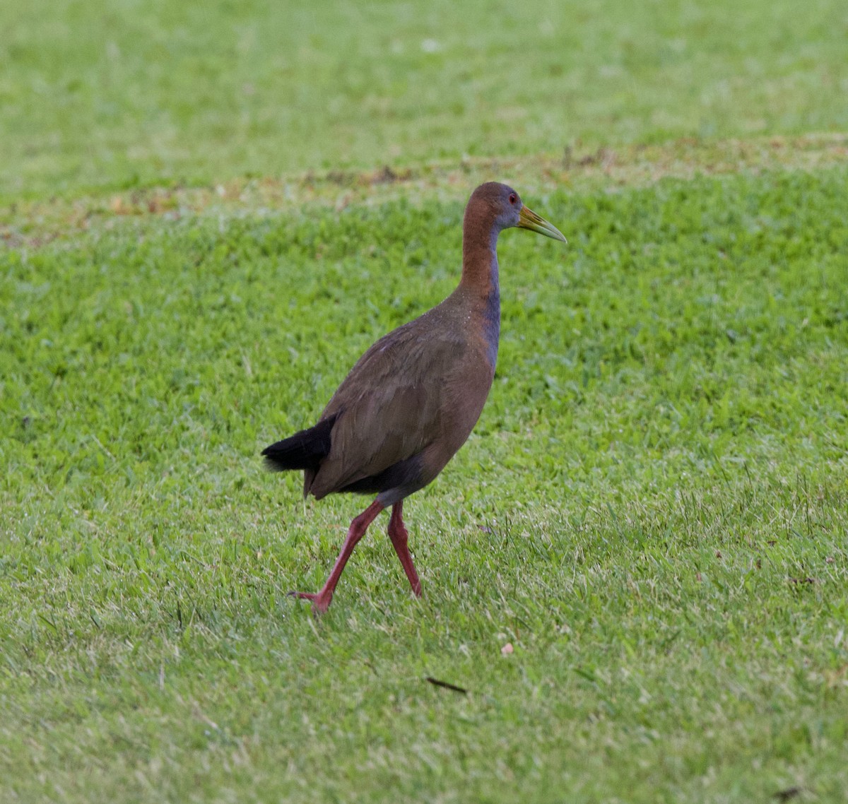 Büyük Orman Kılavuzu - ML647002677