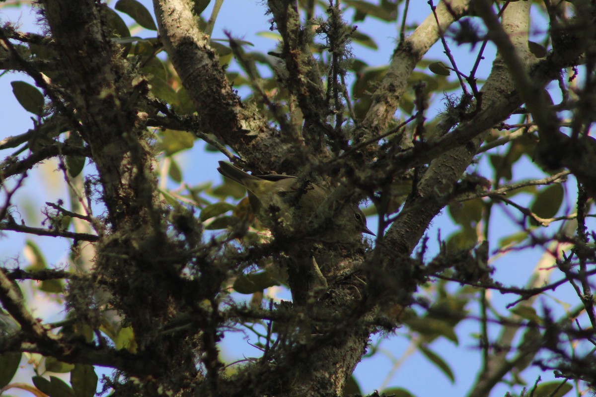 lesňáček hvězdičkový - ML647002689