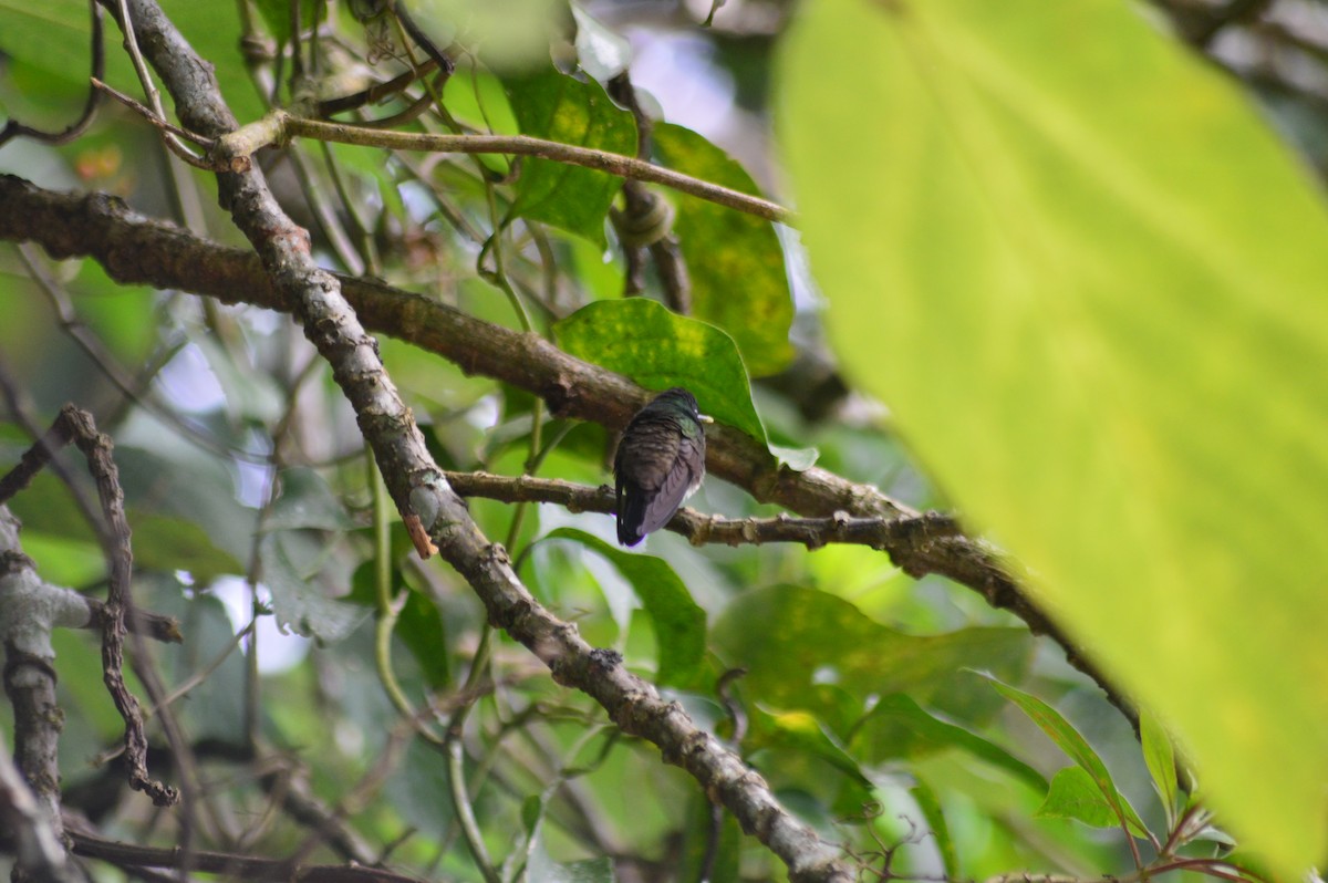Snowy-bellied Hummingbird - ML647002690