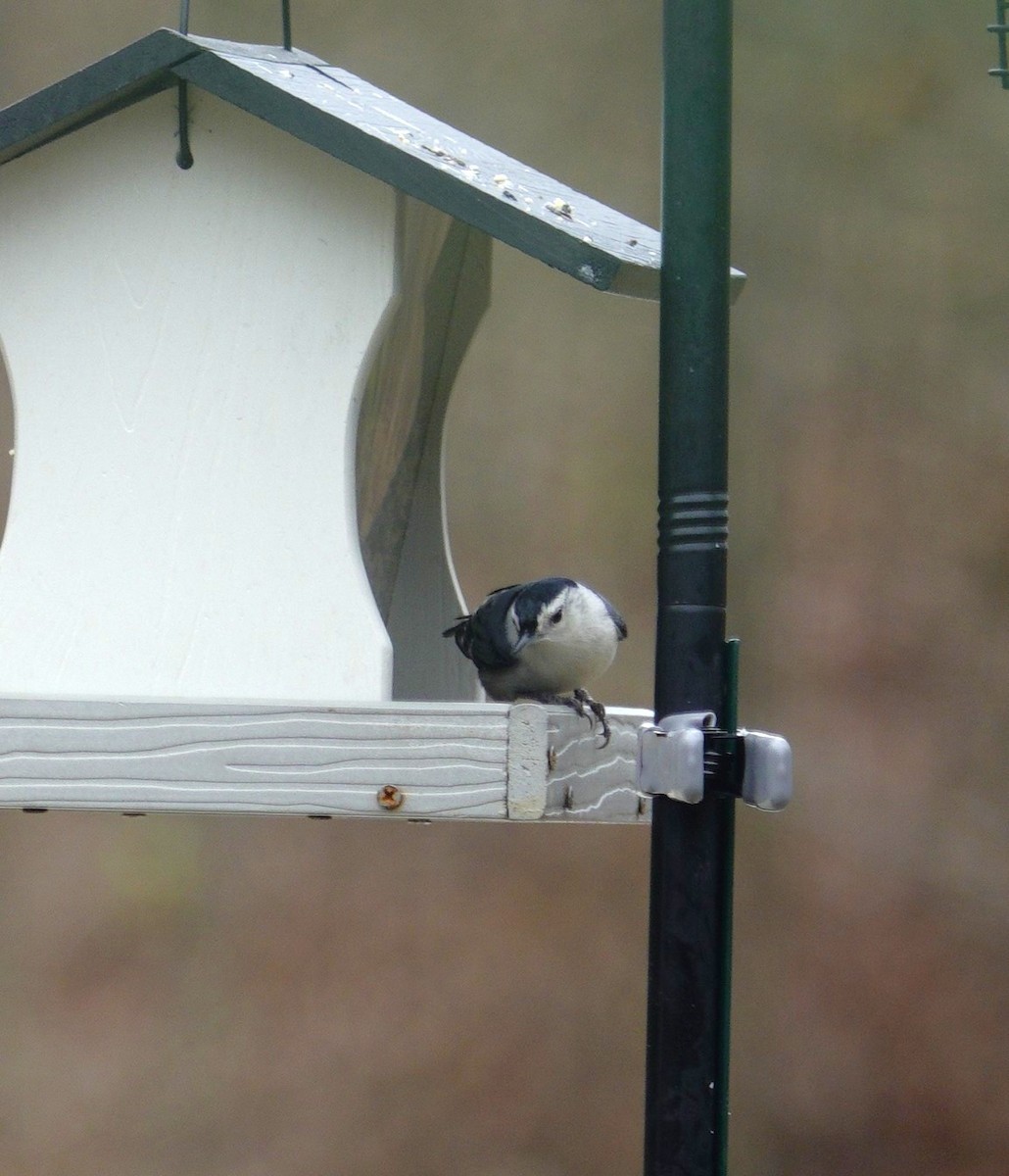 Sittelle à poitrine blanche - ML647002691