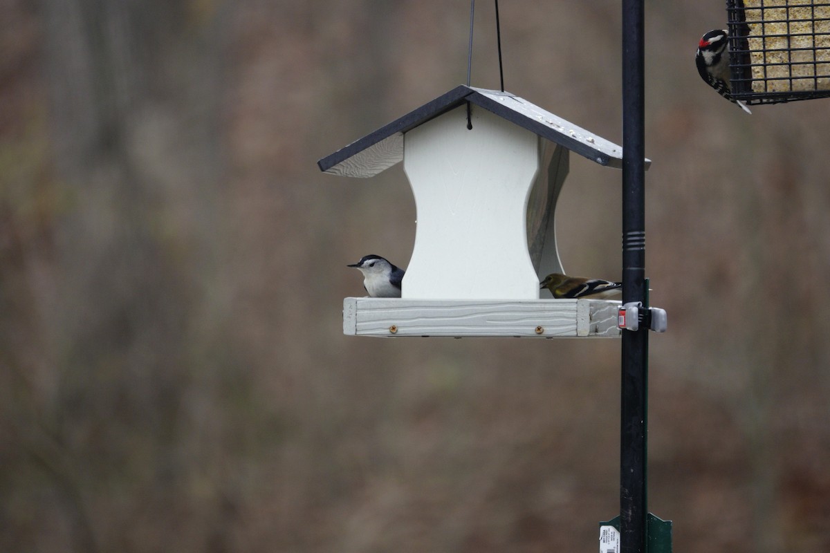 Sittelle à poitrine blanche - ML647002692