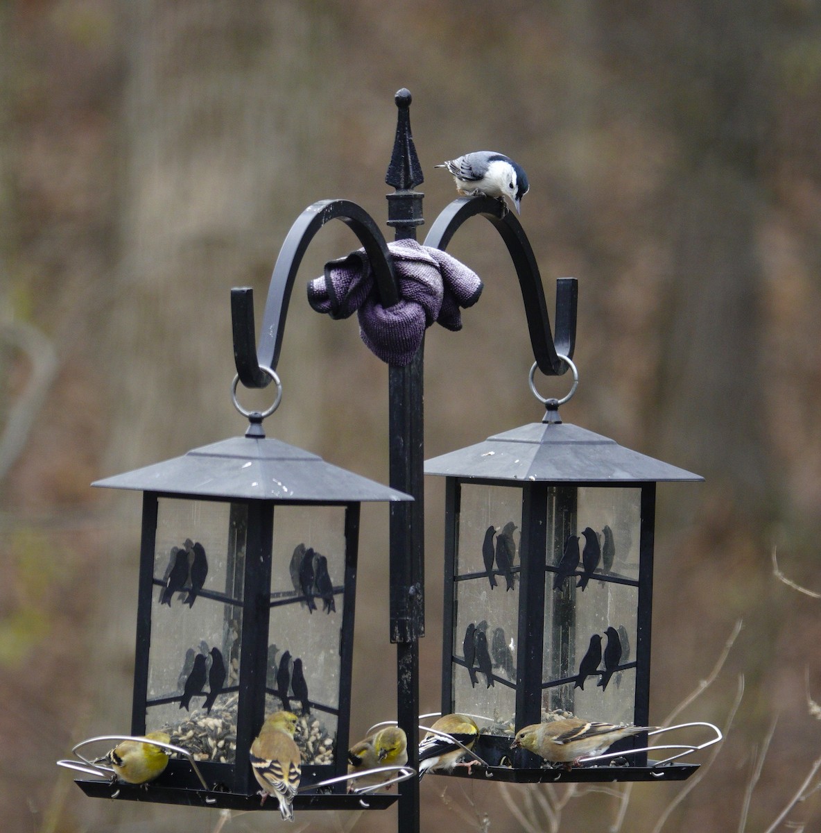 Sittelle à poitrine blanche - ML647002693