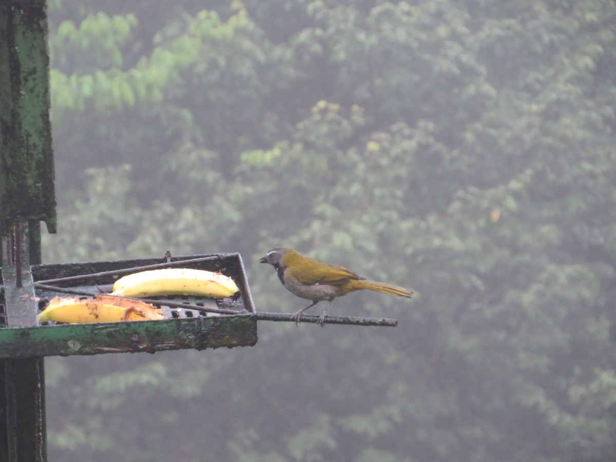 Pepitero Gorjicanelo - ML647002694