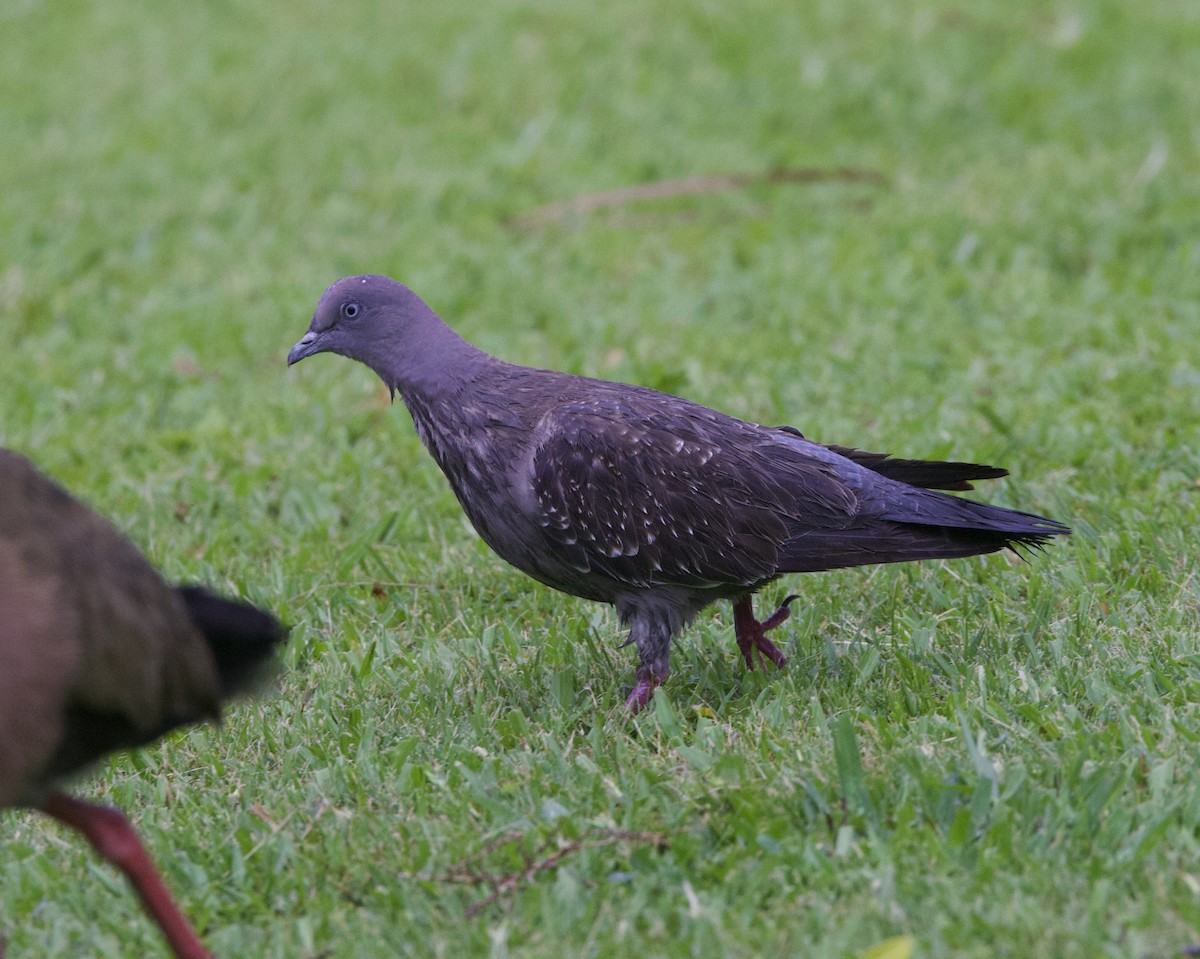 Benekli Güvercin - ML647002699