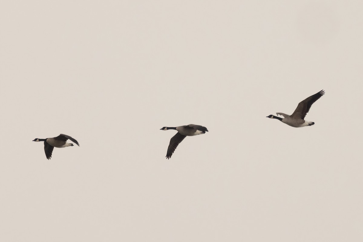 Казарка мала/канадська - ML647002703