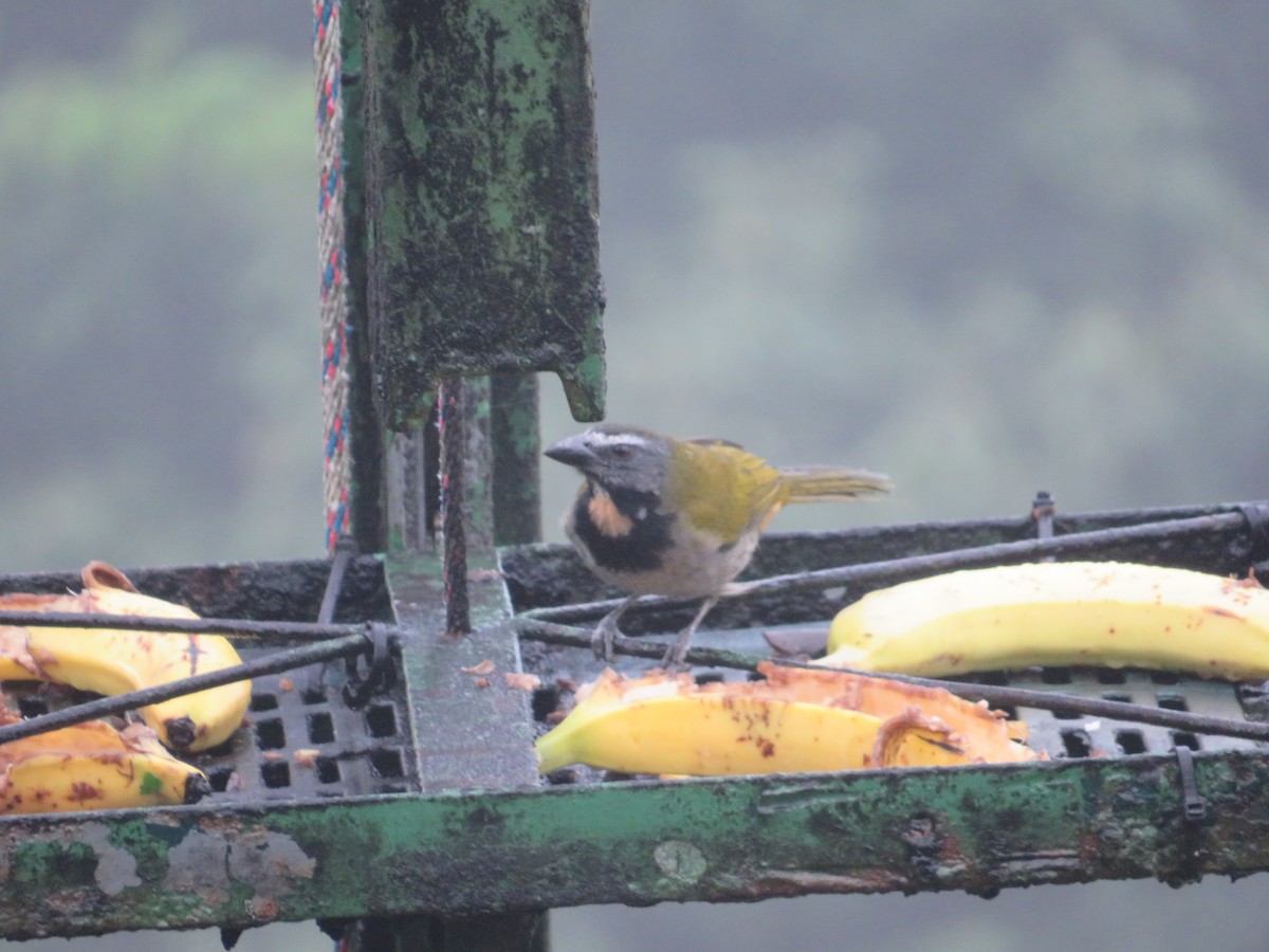 Pepitero Gorjicanelo - ML647002710